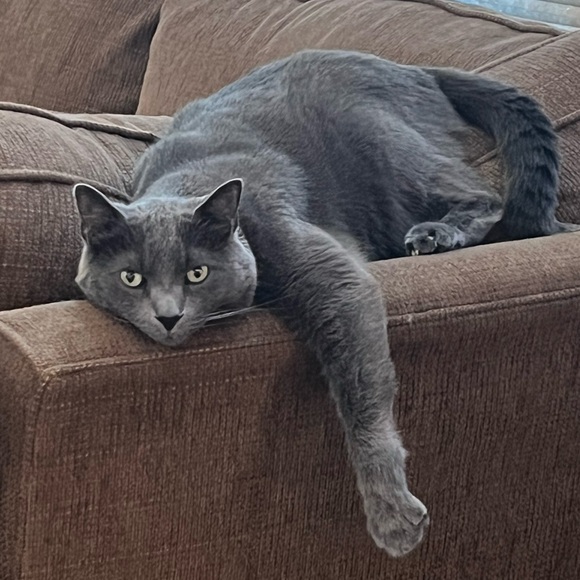 Meet your Posher, Stacey - Picture 3 of 6